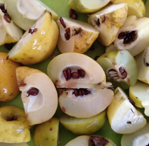 Chaenomeles 'Cido' - Nordische Zitrone, Zitronenquitte – Bild 9