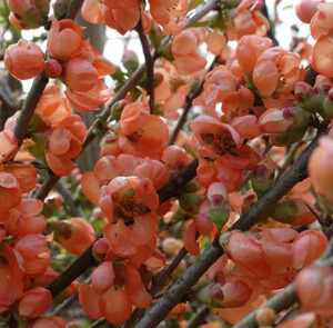 Chaenomeles 'Cido' - Nordische Zitrone, Zitronenquitte – Bild 2