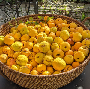 Chaenomeles 'Cido' - Nordische Zitrone, Zitronenquitte – Bild 3