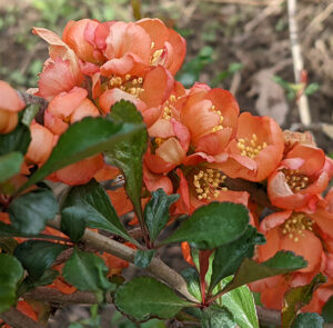 Chaenomeles 'Cido' - Nordische Zitrone, Zitronenquitte – Bild 8