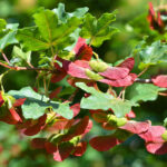 Acer campestre - Heimischer Feldahorn