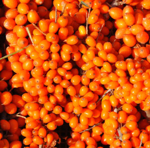 Hippophae rhamnoides 'Askola' - Sanddorn weiblich – Bild 4