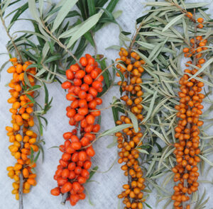 Hippophae rhamnoides 'Askola' - Sanddorn weiblich – Bild 16
