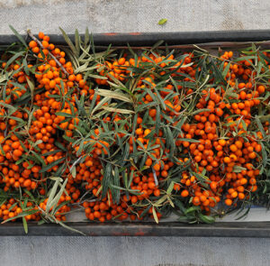 Hippophae rhamnoides 'Askola' - Sanddorn weiblich – Bild 15