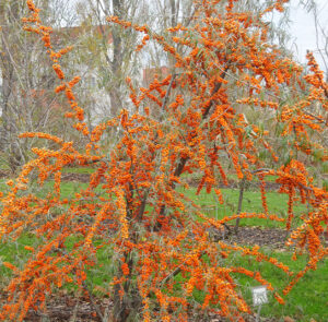 Hippophae rhamnoides 'Askola' - Sanddorn weiblich – Bild 3