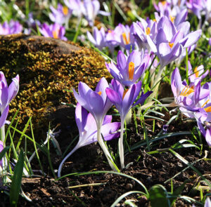 Zwiebel Crocus tommasinianus – Elfen-Krokus