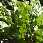 Phyllitis scolopendrium - Hirschzungenfarn