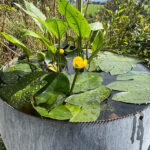 Nuphar pumila - Kleine Teichrose