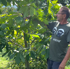 2 Stk. Kombi für besseren Ertrag:    1 Stk. TOP-Sorte 'Prima' + 1 Stk. Wildform Pawpaw (Ersparnis 4,90€) – Bild 14