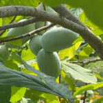 Asimina triloba - Indianerbanane Wildform - Pawpaw