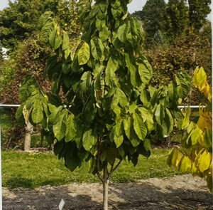 2 Stk. Kombi für besseren Ertrag:    1 Stk. TOP-Sorte 'Prima' + 1 Stk. Wildform Pawpaw (Ersparnis 4,90€) – Bild 13