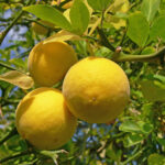 Poncirus trifoliata - Winterharte Zitrone, Dreiblattzitrone, Bitterorange - 0,5 L Topf