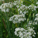Allium tuberosum - Schnittknoblauch - Herbstblühender Knoblauch (im Topf)