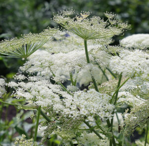 Peucedanum ostruthium - Meisterwurz, Haarstrang, Kaiserwurz