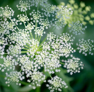 Peucedanum ostruthium - Meisterwurz, Haarstrang, Kaiserwurz – Bild 4