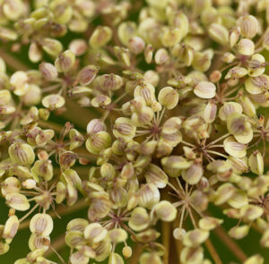 Peucedanum ostruthium - Meisterwurz, Haarstrang, Kaiserwurz – Bild 3