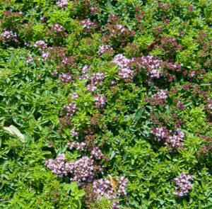 Origanum vulgare Compactum - Teppich-Oregano, Teppich-Dost