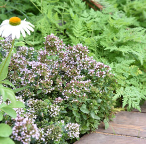 Origanum vulgare Compactum - Teppich-Oregano, Teppich-Dost – Bild 2
