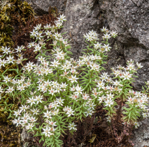 Sedum album - Weißer Mauerpfeffer, Weiße Fetthenne – Bild 2