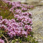 Thymus serpyllum - Sand-Thymian