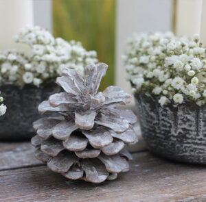 Kieferzapfen 5 Stk white washed – Bild 2