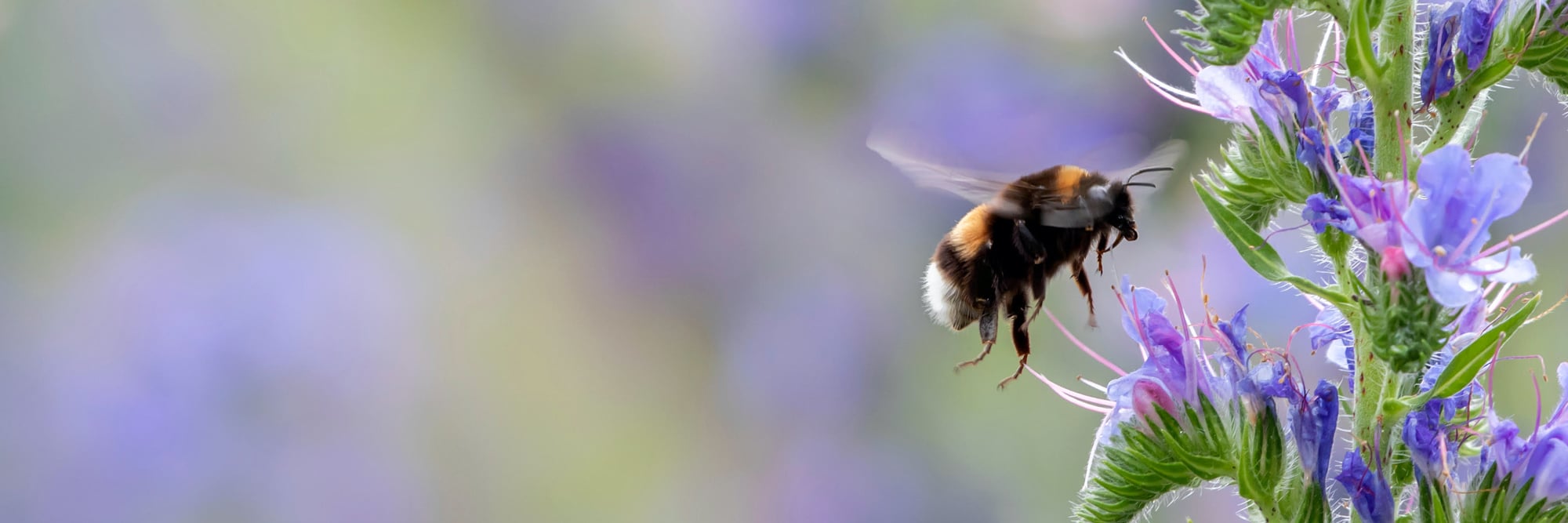 Hummelkästen header
