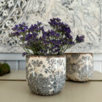 Topf Myosotis mittelgroß