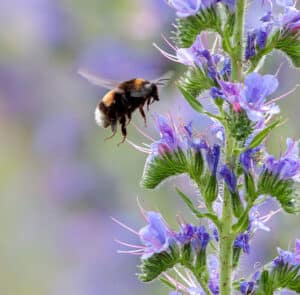 Echium vulgare - Natternkopf – Bild 2
