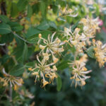 Lonicera periclymenum - Duftende Wald-Liane, Waldgeißblatt