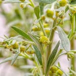 Artemisia absinthium - Echter Wermut
