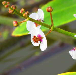 Sagittaria sagittifolia - Heimisches Pfeilkraut