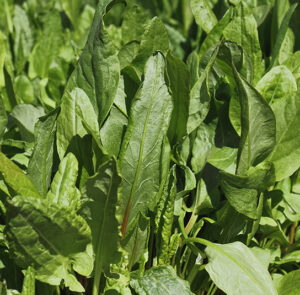 Rumex acetosa WiesenSauerampfer Nordischer Garten Shop