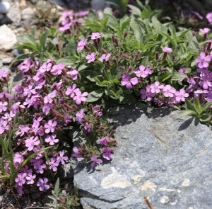Pflanzen für den Balkonkasten oder Topf sonnig  und hitzeverträglich (Ersparnis 2,20€) - 6 Pflanzen – Bild 7