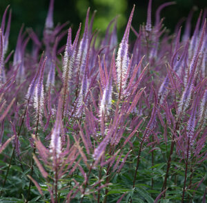 Veronicastrum Virginicum ‚Adoration‘ Kandelaber Ehrenpreis ´Adoration