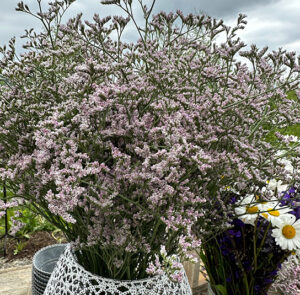 Strandflieder - Limonium im Bund Lila – Bild 15