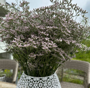 Strandflieder - Limonium im Bund Lila – Bild 6