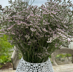 Strandflieder - Limonium im Bund Lila – Bild 11