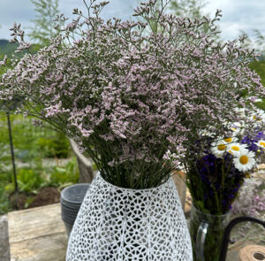 Strandflieder - Limonium im Bund Lila – Bild 9