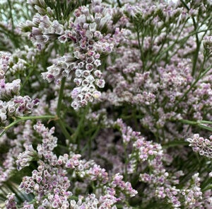 Strandflieder - Limonium im Bund Lila – Bild 10