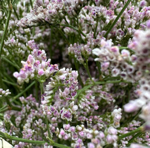 Strandflieder - Limonium im Bund Lila – Bild 12