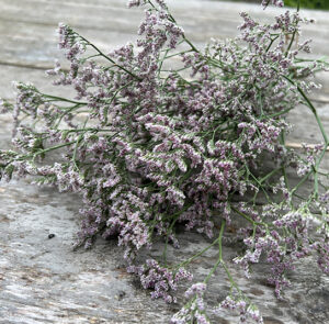 Strandflieder - Limonium im Bund Lila