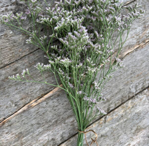 Strandflieder - Limonium im Bund Lila – Bild 8