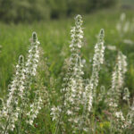 Salvia austriaca - Österreichischer Salbei