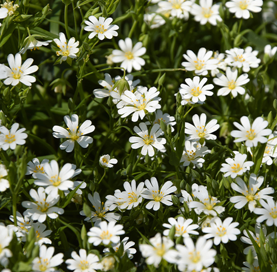 Sternmiere