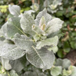 Salix helvetica - Schweizer Zwerg-Weide, Helvetische Weide