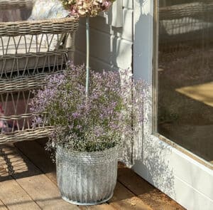 Topf Centranthus groß – Bild 5