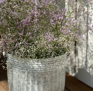 Topf Centranthus groß – Bild 10