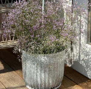Topf Centranthus groß – Bild 7