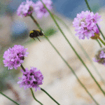 Armeria elongata  - Sand-Grasnelke