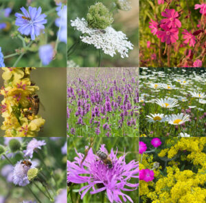 Blumenwiese Saatgut (bunt, wild & ohne Gräser)